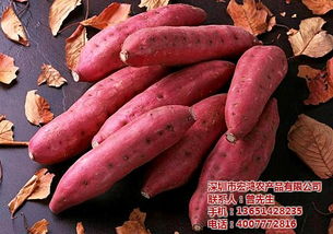 深圳農(nóng)副產(chǎn)品配送專家 宏鴻禽蛋農(nóng)副產(chǎn)品配送廠家的服務(wù)與價值